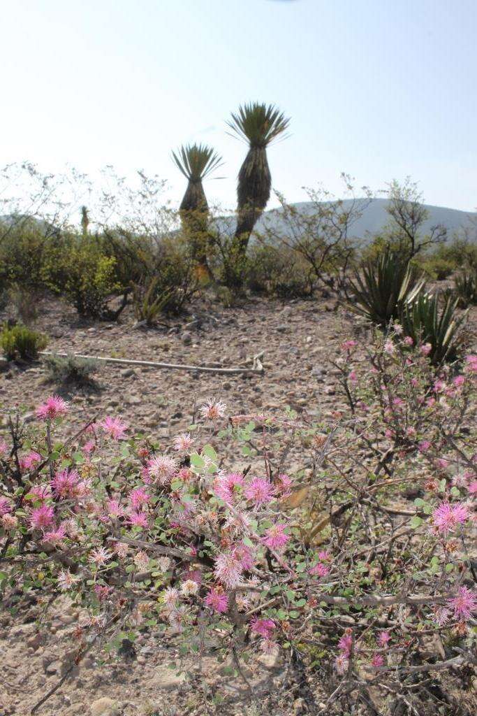 Image de Mimosa zygophylla A. Gray