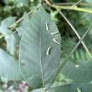 Image of Caryomyia spinulosa Gagne 2008