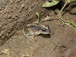 Image of Leptodactylus poecilochilus (Cope 1862)