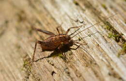 Image of Pristoceuthophilus celatus (Scudder & S. H. 1894)