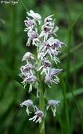 Orchis galilaea (Bornm. & M. Schulze) Schltr. resmi