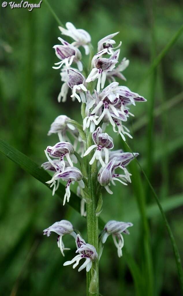 Orchis galilaea (Bornm. & M. Schulze) Schltr. resmi