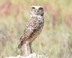 صورة Athene cunicularia cunicularia (Molina 1782)