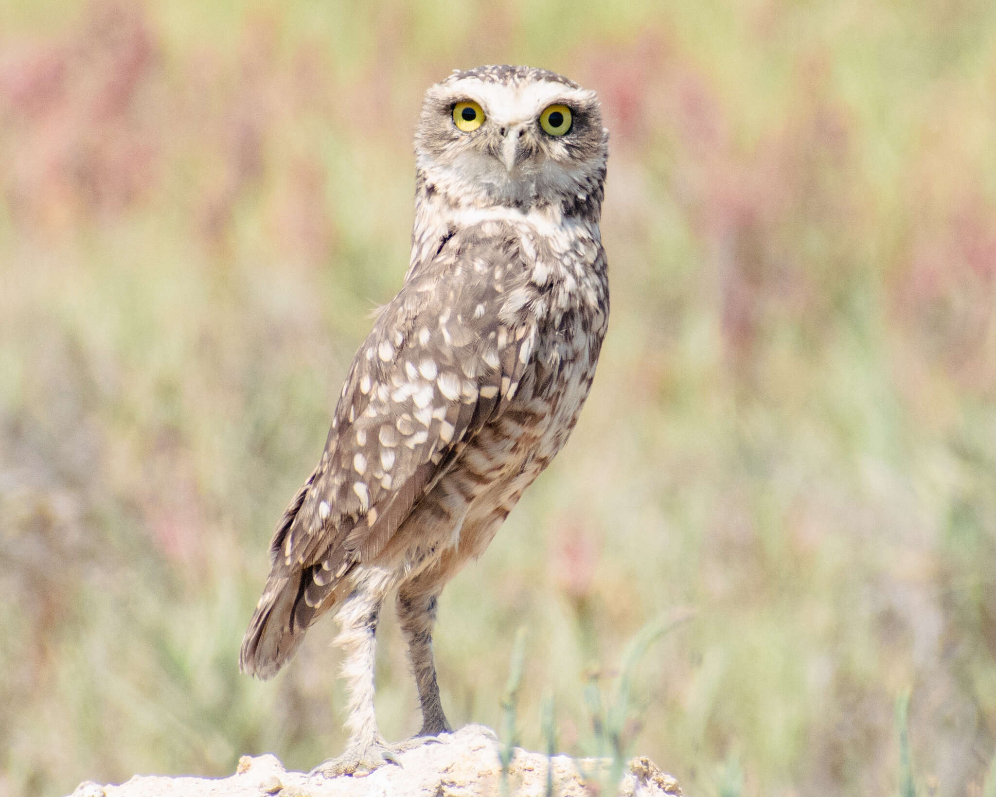 صورة Athene cunicularia cunicularia (Molina 1782)