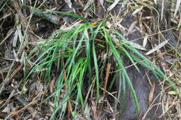 Image of Cymbidium serratum Schltr.