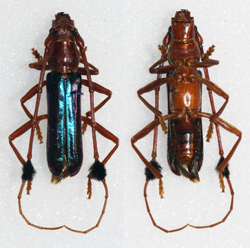 Image of <i>Compsocerus violaceus</i> (White 1853)