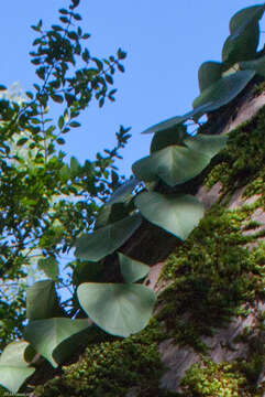 Image of colchis ivy