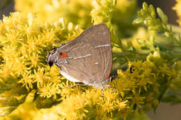 Image of White-M Hairstreak