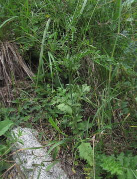 Image of Scabiosa bipinnata C. Koch