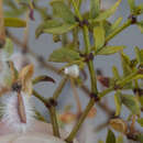 Image of Creosote Woolly Gall Midge