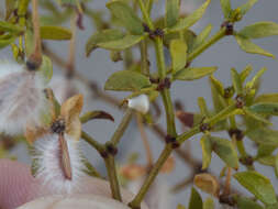 Image of Asphondylia villosa Gagne 1990