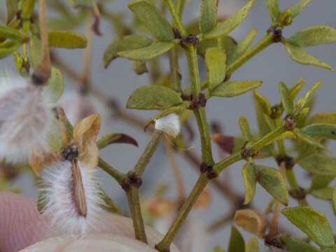 Image de Asphondylia villosa Gagne 1990