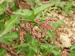 Image of Persicaria ferruginea (Wedd.) Sojak