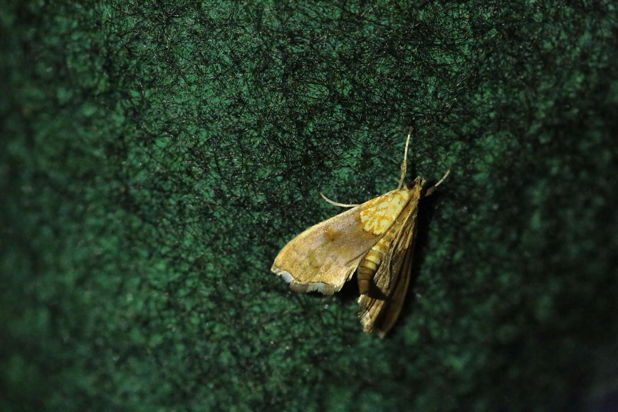 Image of Agrotera nemoralis Scopoli