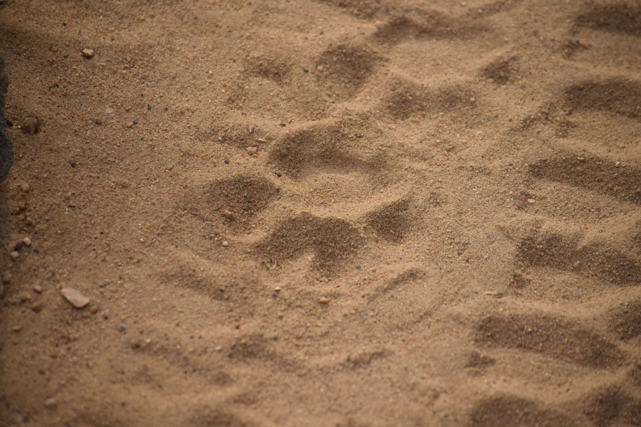 Image of Sloth Bear