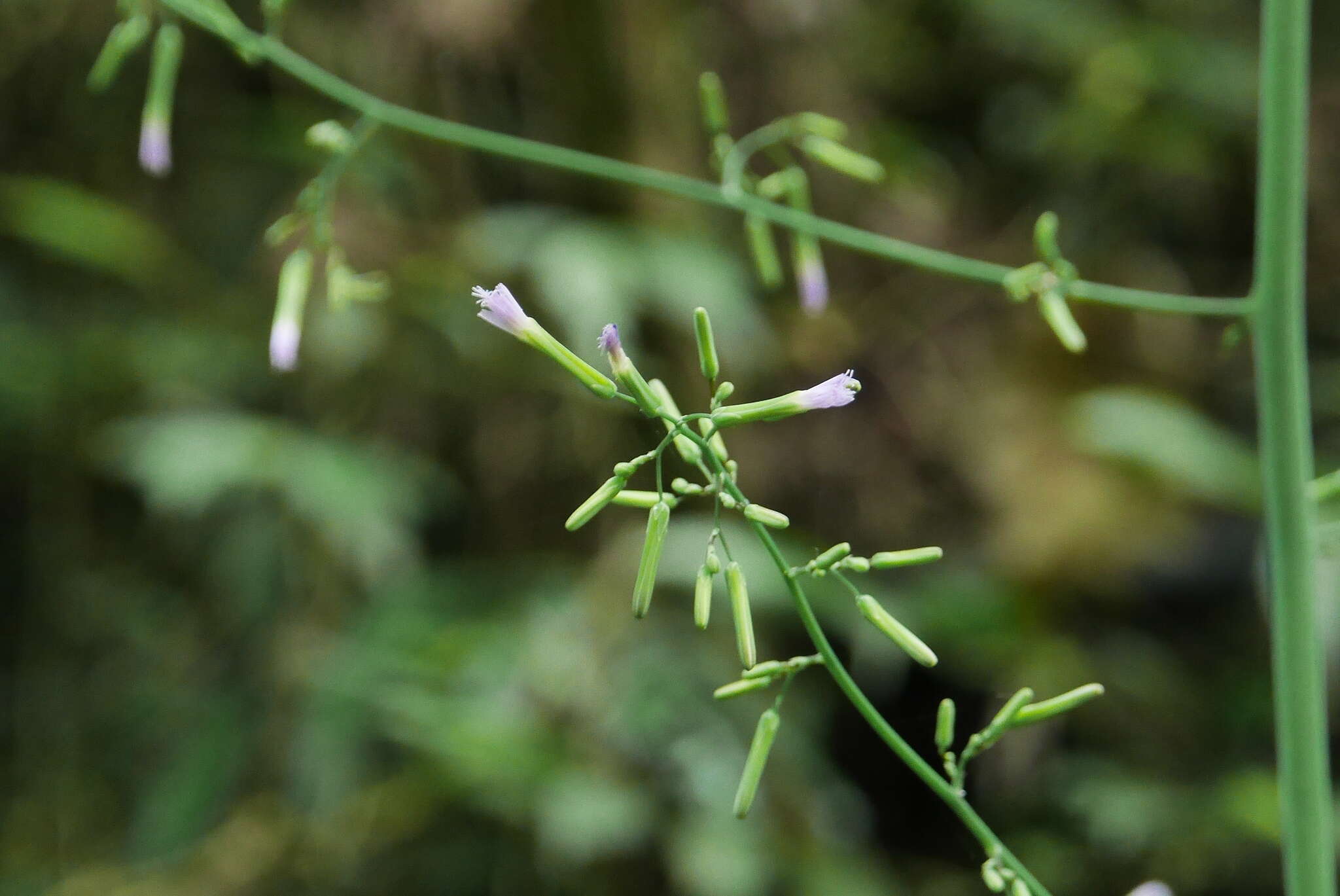 Image of Paraprenanthes sororia (Miq.) C. Shih