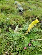 Image of Kniphofia parviflora Kunth