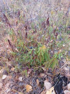 Imagem de Rhododendron diversipilosum (Nakai) H. Harmaja