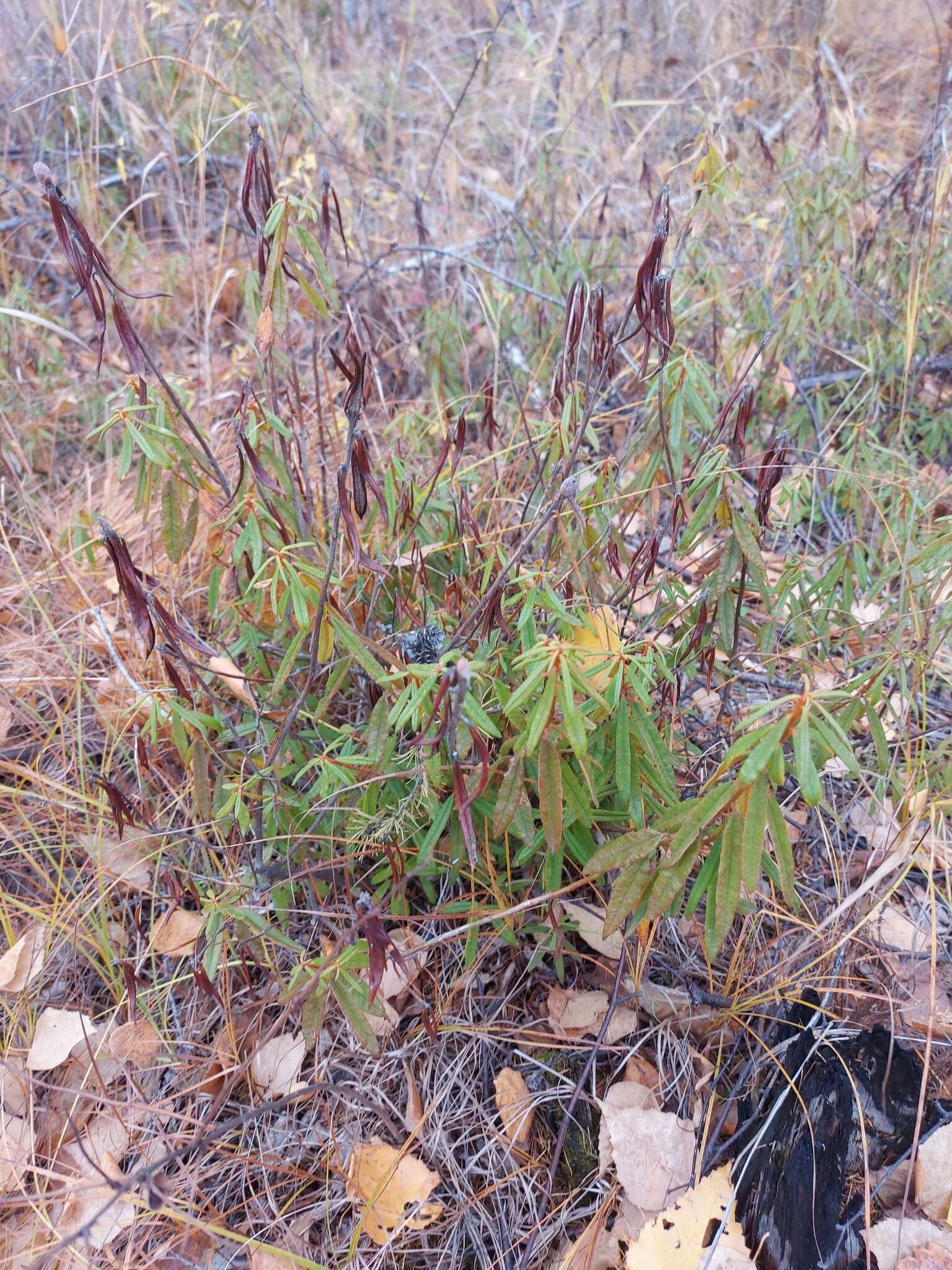 Rhododendron diversipilosum (Nakai) H. Harmaja的圖片