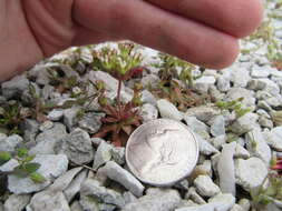 Image of western rockjasmine