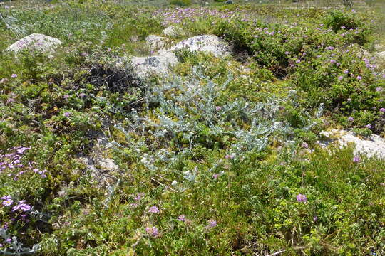 Image of Helichrysum crispum (L.) D. Don