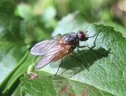 صورة Phaonia rufiventris (Scopoli 1763)