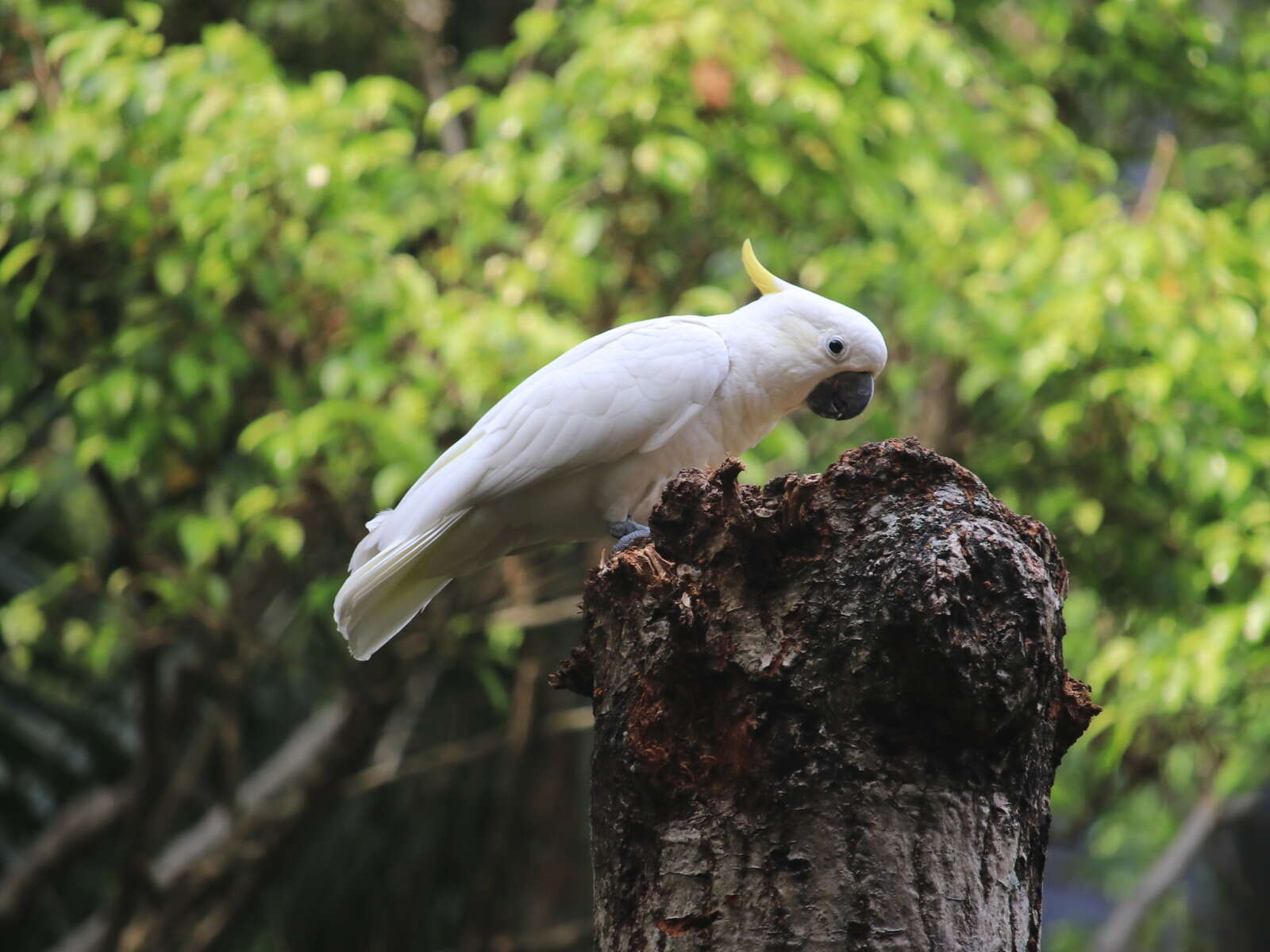 Image of Lesser Sulphur-crested Cockatoo