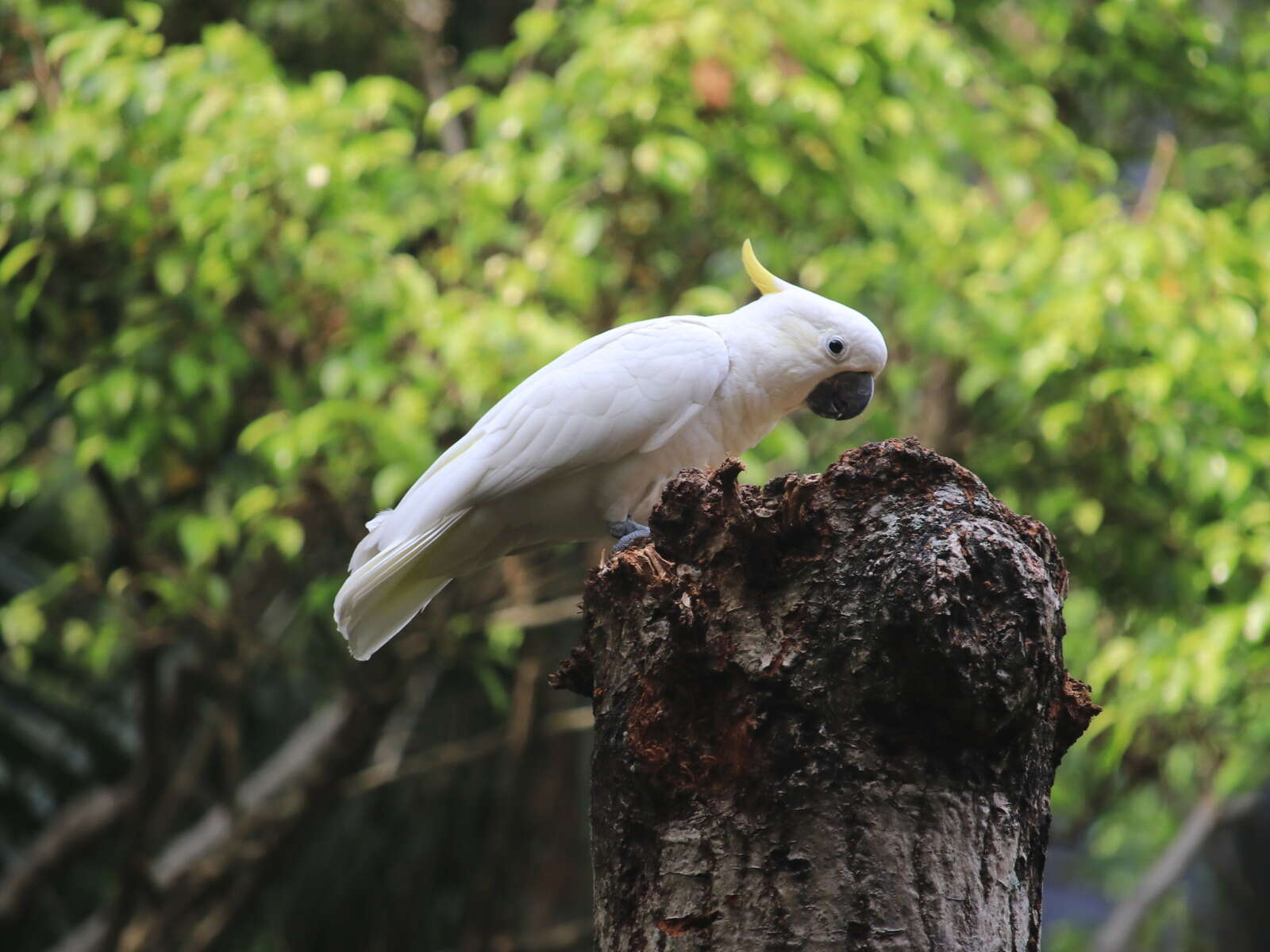 Cacatua sulphurea (Gmelin & JF 1788) resmi