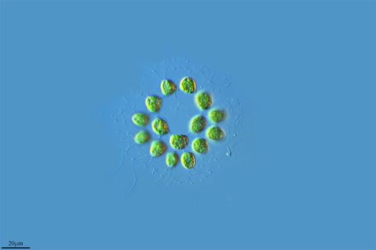 542.16510479717.580x360
