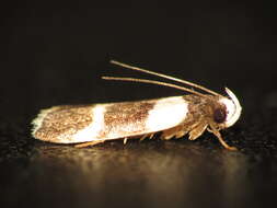 Image of Ardozyga tetraploa