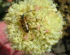 Image of arrowleaf buckwheat