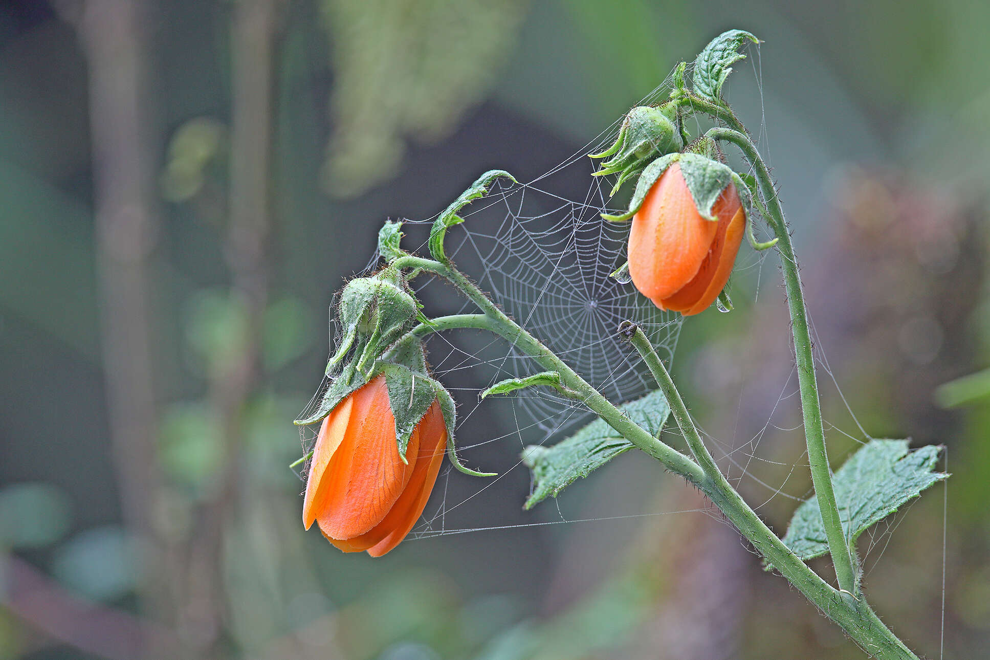 Nasa grandiflora (Lam.) Weigend resmi