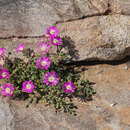 Image of Drosanthemum oculatum L. Bol.