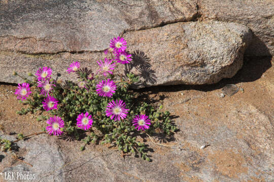 Image of Drosanthemum oculatum L. Bol.