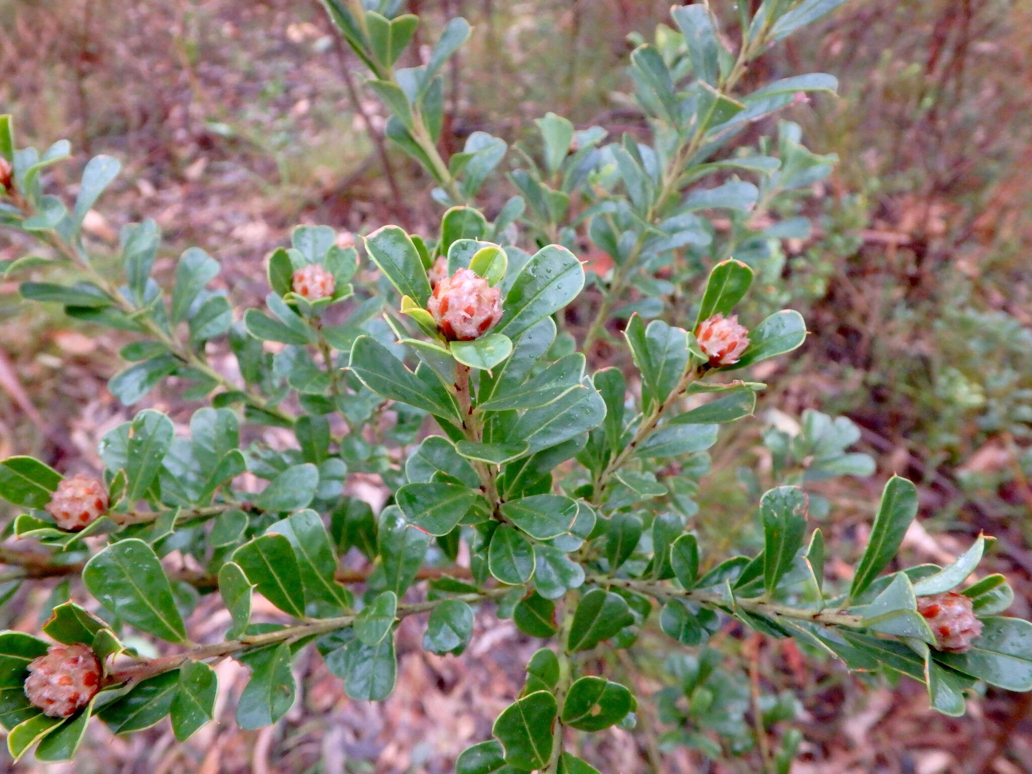 Sivun Pultenaea daphnoides Wendl. kuva