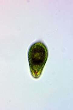 Image of Euglena oblonga F. Schmitz 1884