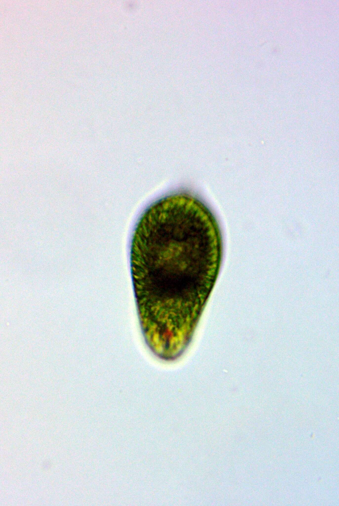 Image of Euglena oblonga F. Schmitz 1884