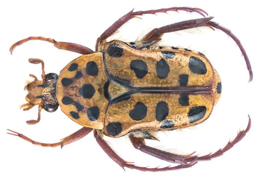 Image of Spotted Flower Chafer