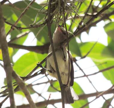 Image of Northern Beardless Tyrannulet