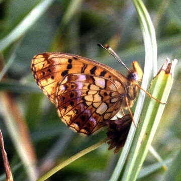 Image of Boloria selenis (Eversmann 1837)