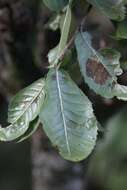 Image of Quercus floribunda Lindl. ex A. Camus