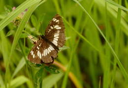 Image de Neptis rivularis Scopoli 1763