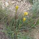 Image de Tragopogon pusillus M. Bieb.