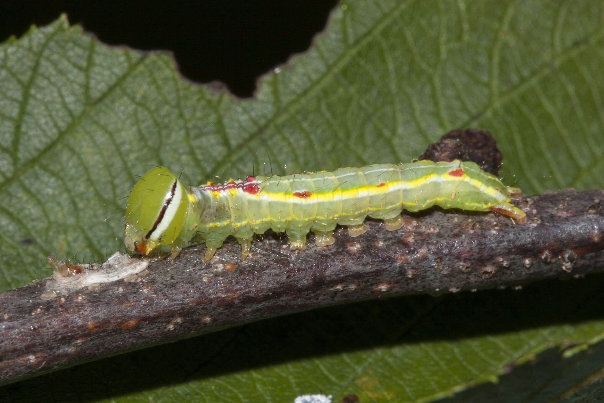 Image of Variable Oakleaf Caterpillar Moth