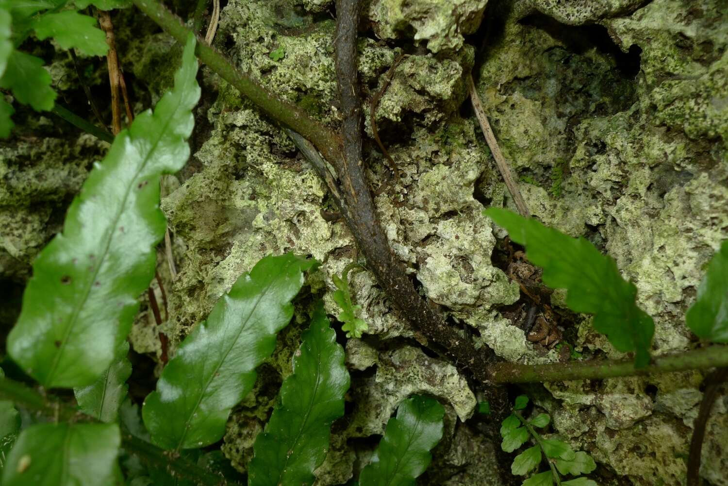 Image of Lomagramma polyphylla Brack.