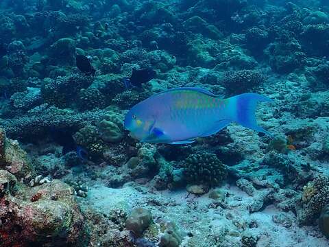 Image of Heavybeak Parrotfish