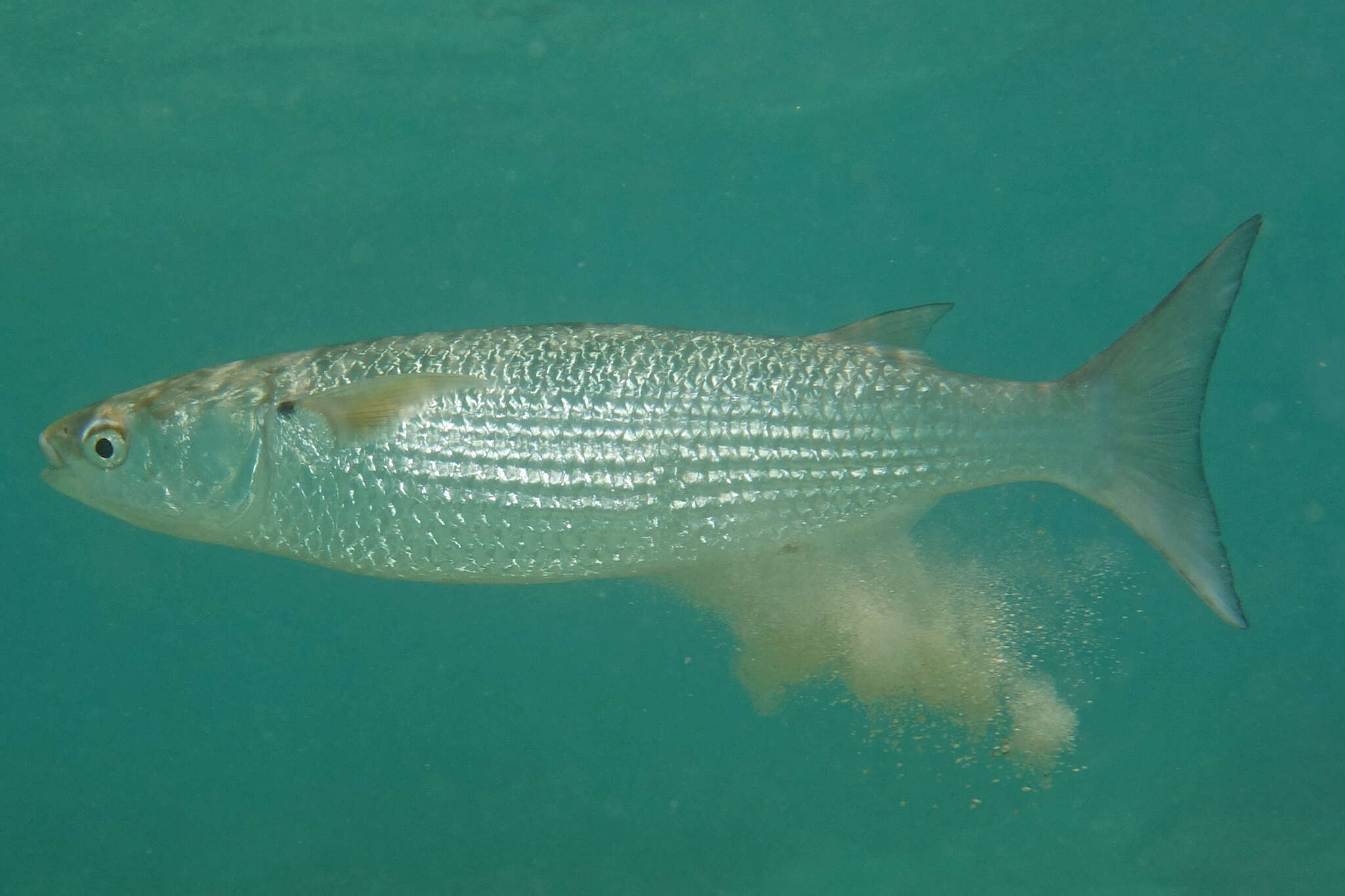 Image of Blue tail mullet