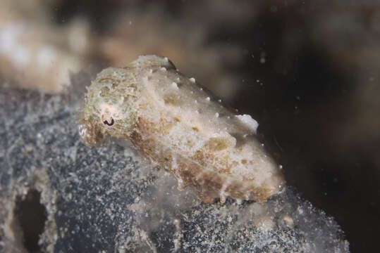 Image of Stumpy Cuttlefish