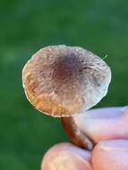 صورة Inocybe curvipes P. Karst. 1890