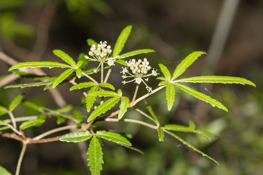 Image of <i>Pseudopanax gunnii</i>